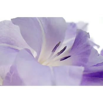 Natural Gladiolus Flower